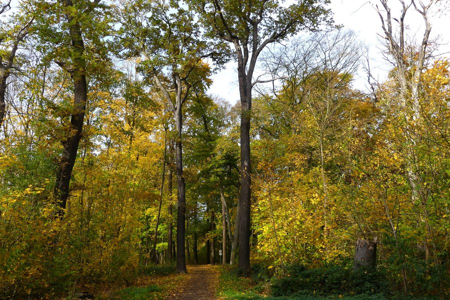 Herbst im Stadtwald Eilenriede in Hannover, Niedersachsen