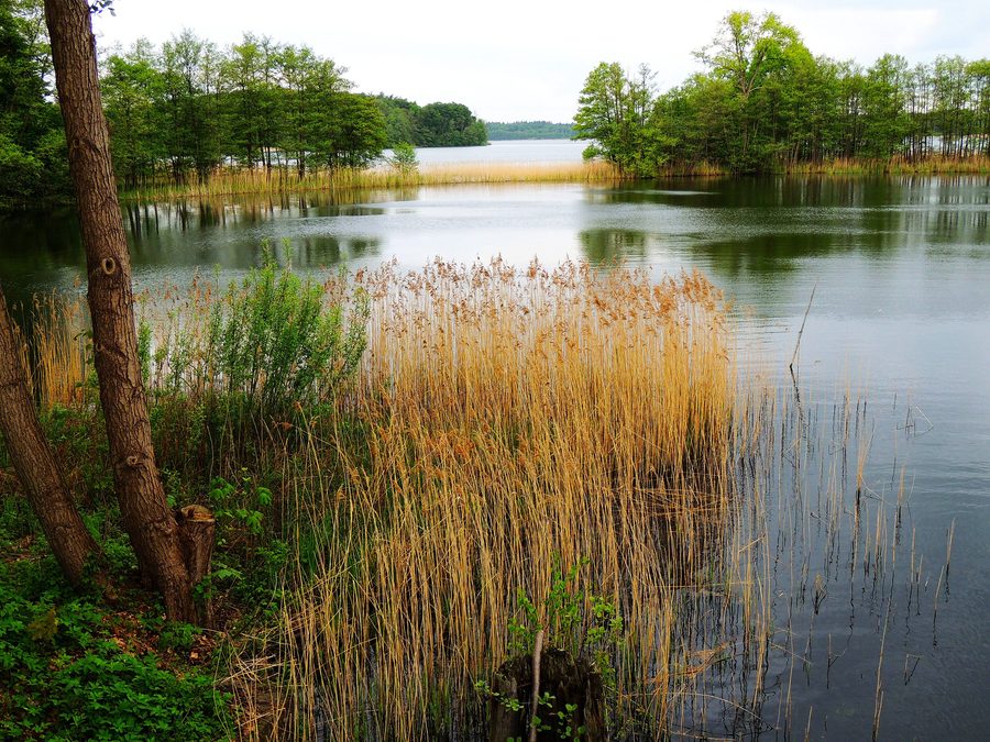 Landschaft am Schaalsee im Biosphärenreservat Schaalsee bei Stintenburg