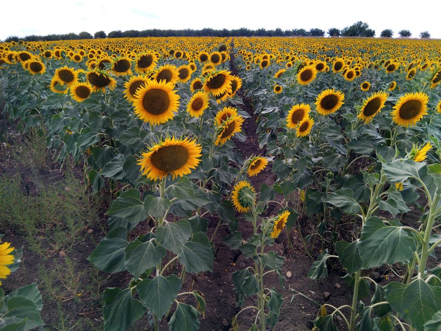 File:Santaella, campo de girasoles.jpg