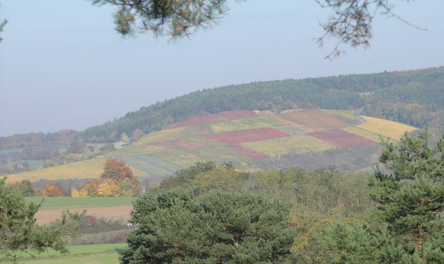 Weinberg am Eußenheimer First im Oktober