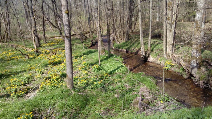 Bystřice-Bach bei Fichtenbach unter dem Čerchov