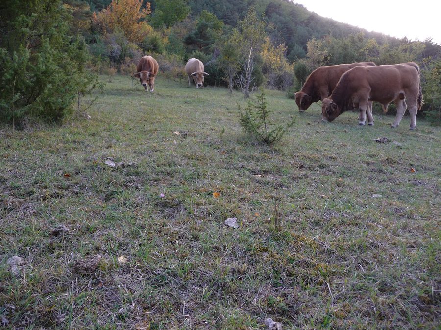 Aubrac-Rinder auf einer ländlichen Weide im Aveyron