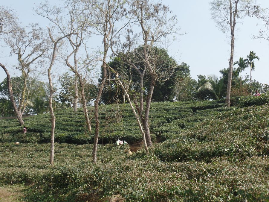 Teeplantagen in Srimangal