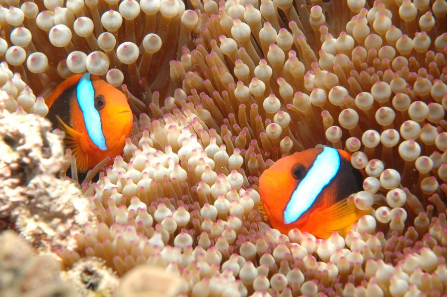 Clownfisch am Great Barrier Reef bei Cairns