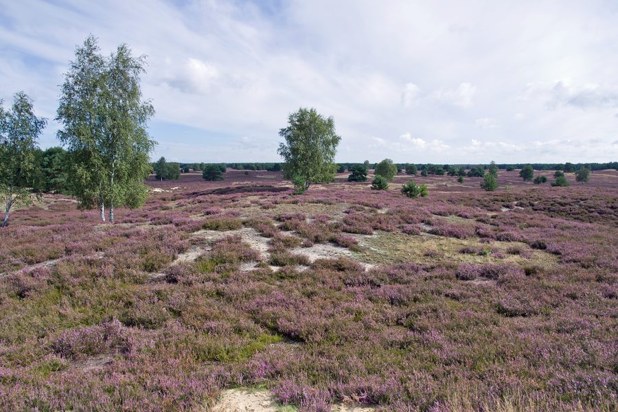 Blühende Heide und sandige Landschaft in der Nemitzer Heide