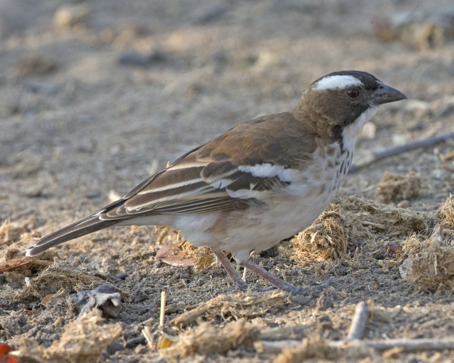 Weißbrauenweber in Malawi
