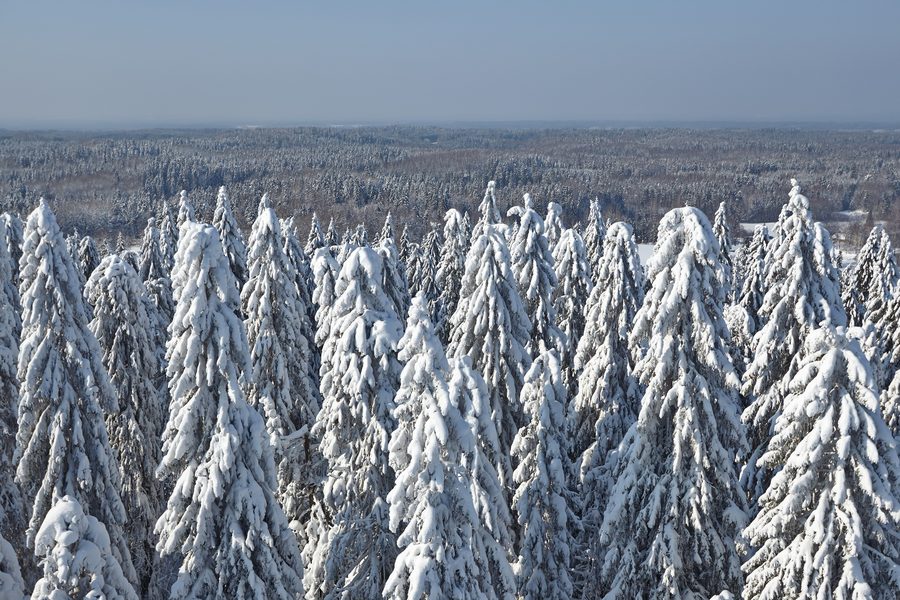 Blick vom Aussichtsturm auf Suur Munamägi über die hügelige Landschaft von Võrumaa