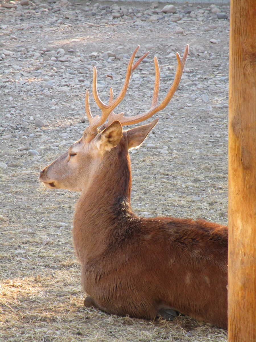 Männlicher Hirsch im Sendaviva-Park bei Arguedas
