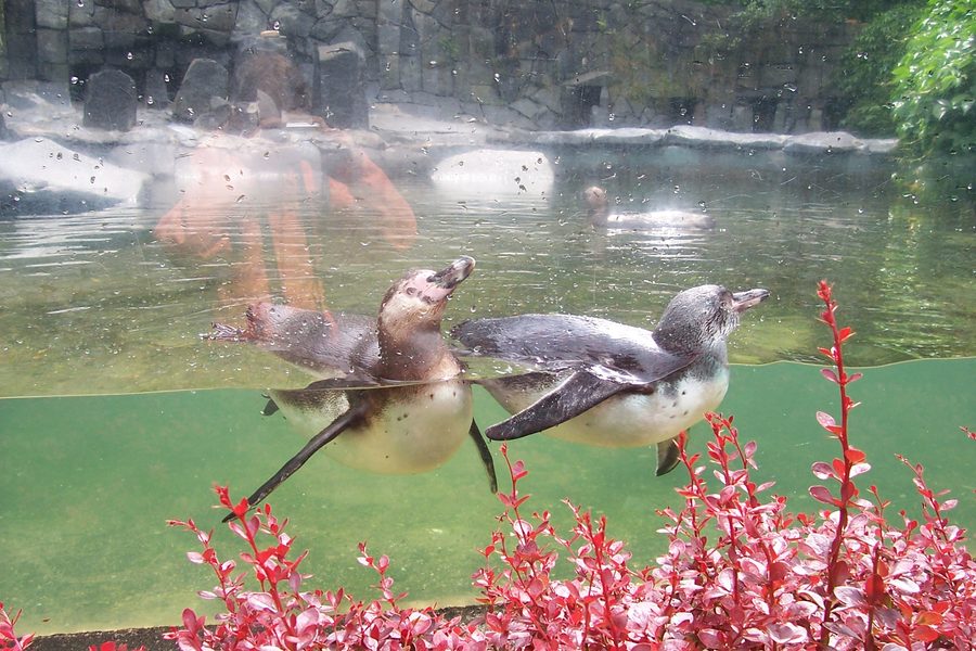 Zoo Liberec mit Humboldt-Pinguinen