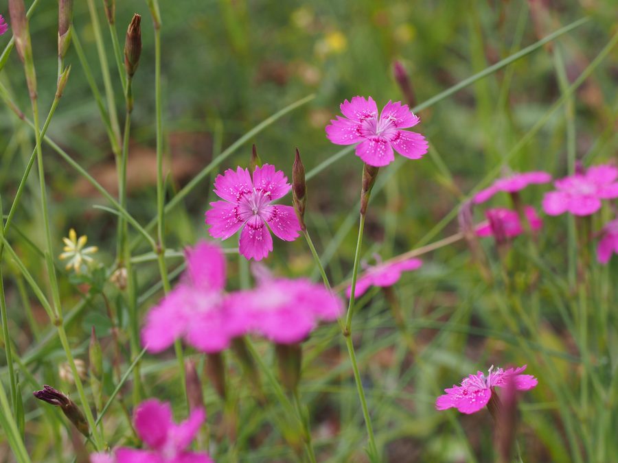 Heide-Nelke in der Lüneburger Heide in Niedersachsen