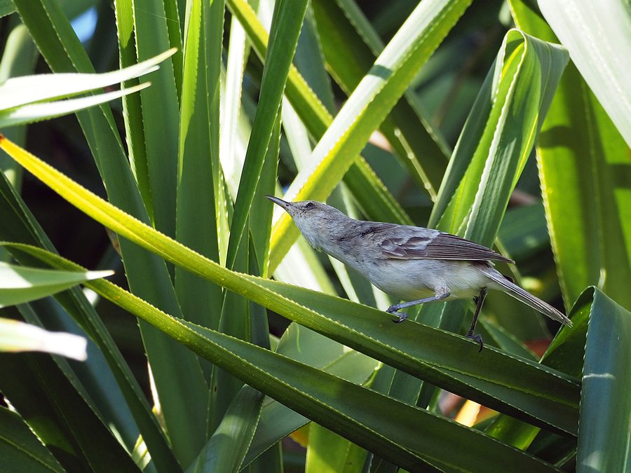 Vogelwelt der Pitcairninseln