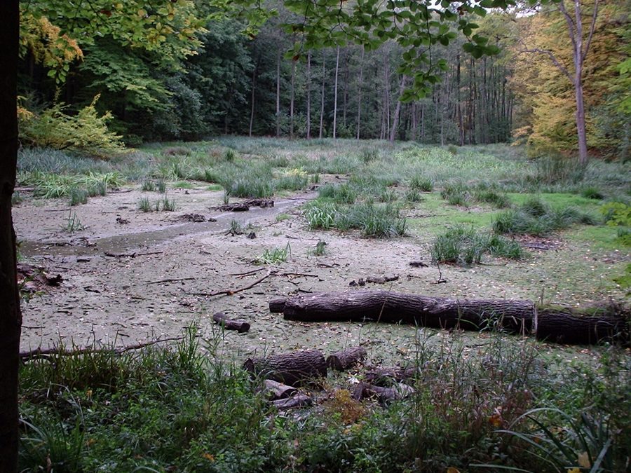 Verlandeter Hünenteich bei Flarchheim im Nationalpark Hainich