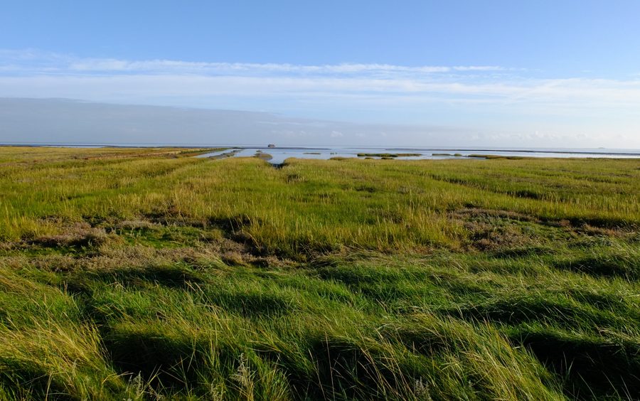 Salt marsh in the Hamburger Hallig nature reserve, Reußenköge