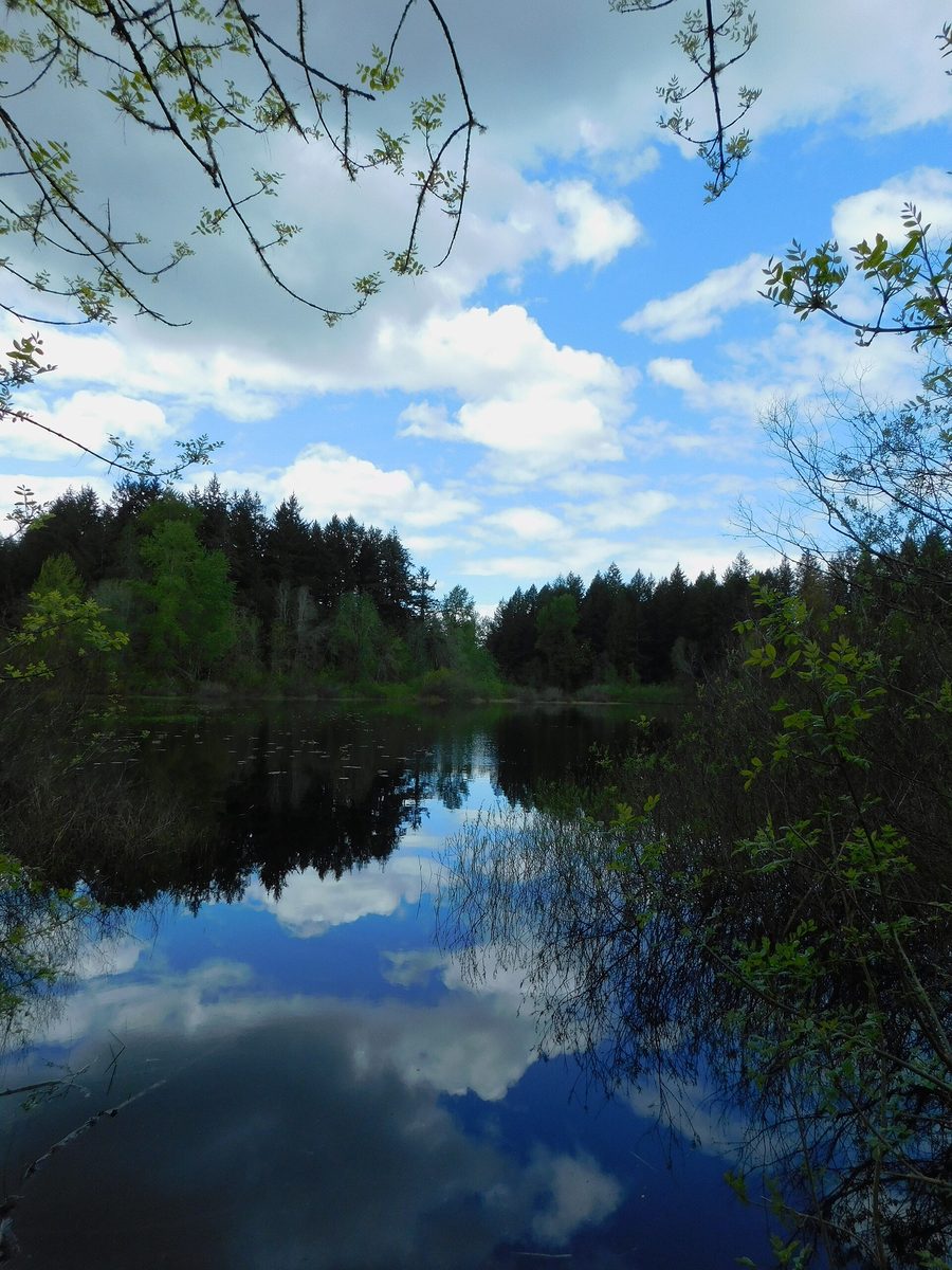 Grass Lake at Grass Lake Nature Park in Olympia, Washington