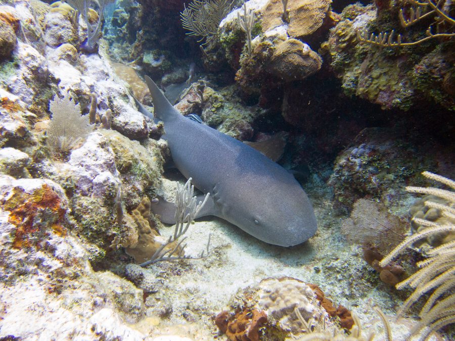 Ammenhai im Meer vor Utila, Honduras