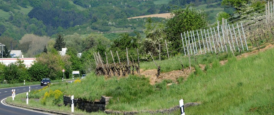 Weinberge zwischen Igersheim und Markelsheim im Taubertal