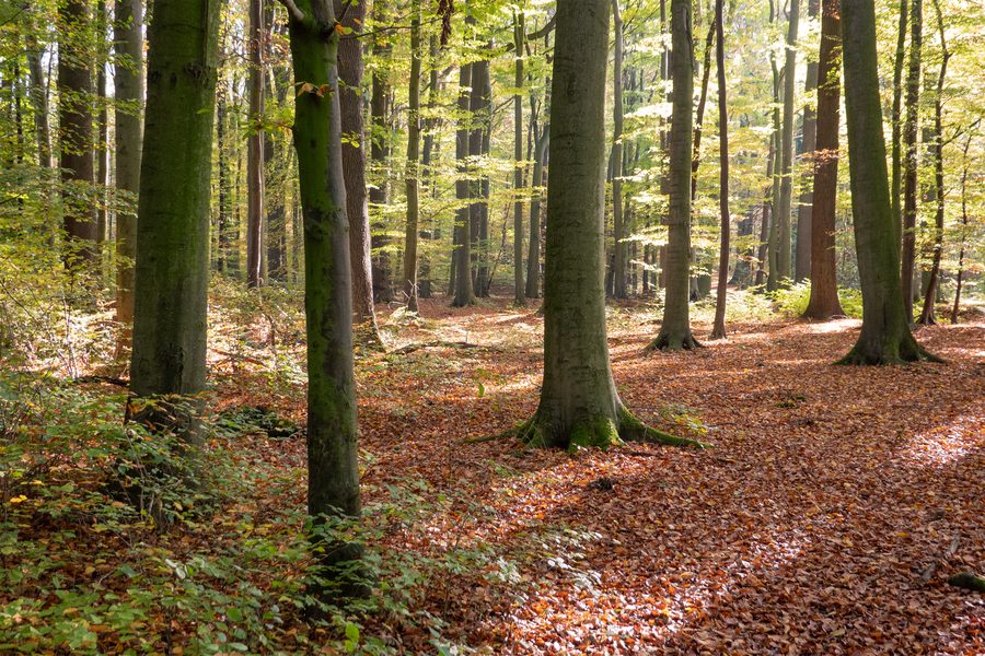 Landschaftsschutzgebiet Pansbach mit Krähenholz und Hinnaksteich in Leopoldshöhe-Asemissen