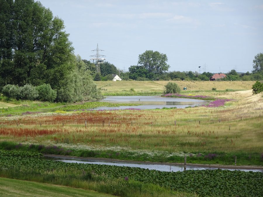 Naturschutzgebiet Altrhein Reeser Eyland bei Rees