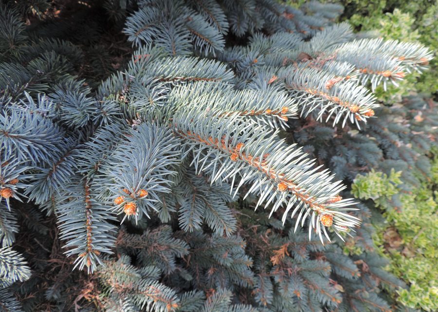 Picea pungens 'Białobok' w arboretum w Luzinie