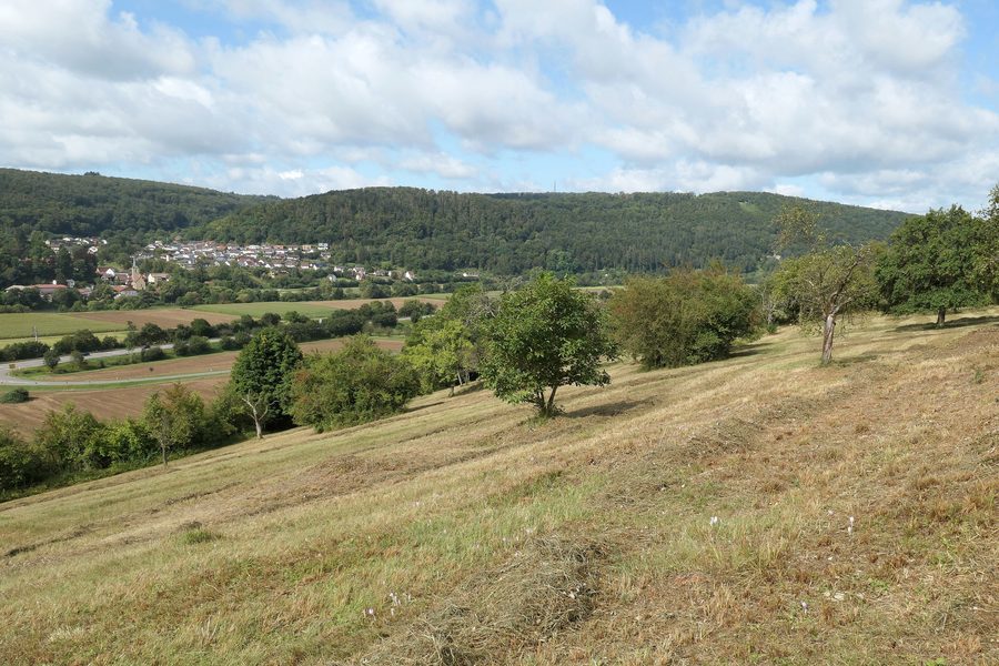 Naturschutzgebiet Auweinberge-Fuchsenloch bei Mosbach mit Blick auf Hochhausen und das Neckartal