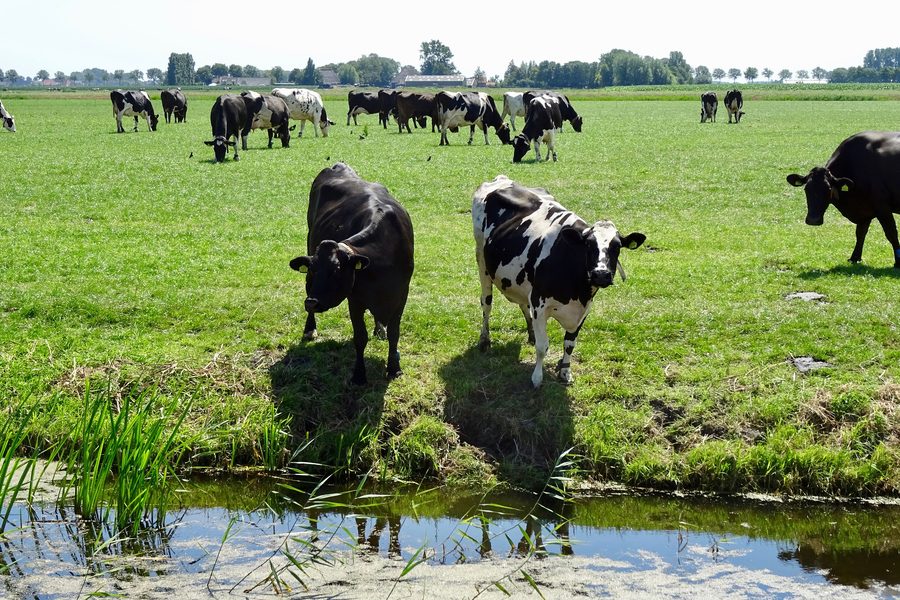 Polderlandschaft in Westfriesland mit einem Weg durch die offene Landschaft
