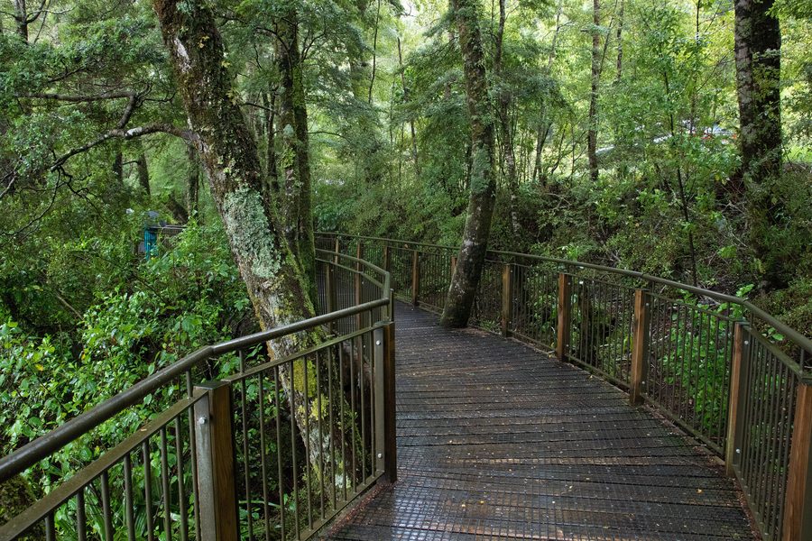 Regenwald im Fiordland National Park in Southland, Neuseeland