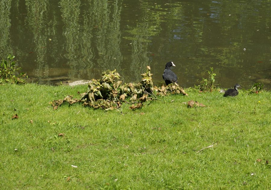 Blässhuhn mit Nachwuchs auf dem Schwanenweiher im Stadtpark Fürth