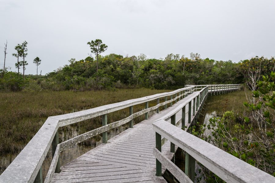 Landschaft im Everglades-Nationalpark in Florida