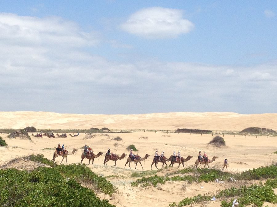 Kamele am Stockton Beach in New South Wales