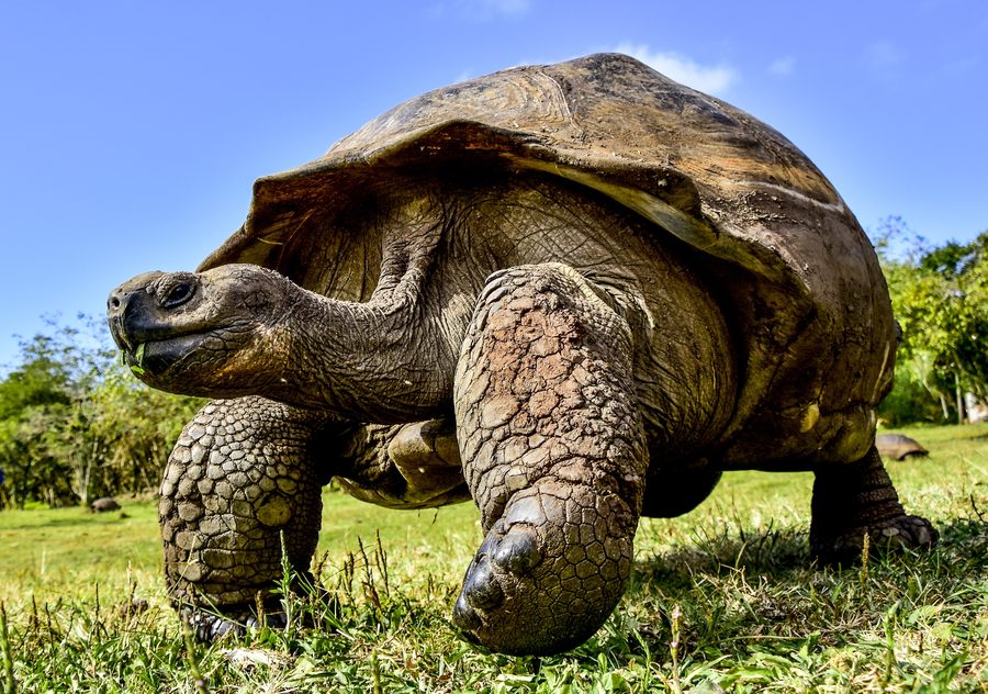 Riesenschildkröte auf den Galápagos-Inseln