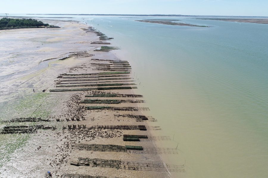 Austernbänke an der Mündung der Seudre in der Charente-Maritime