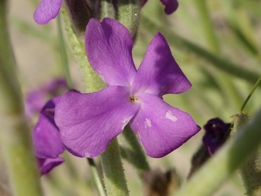 File:Alelí mariño, Matthiola sinuata, praia Balarés, Ponteceso, flor.jpg