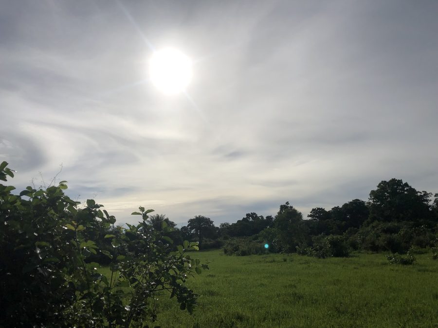 Espace vert et arbres à Odienné