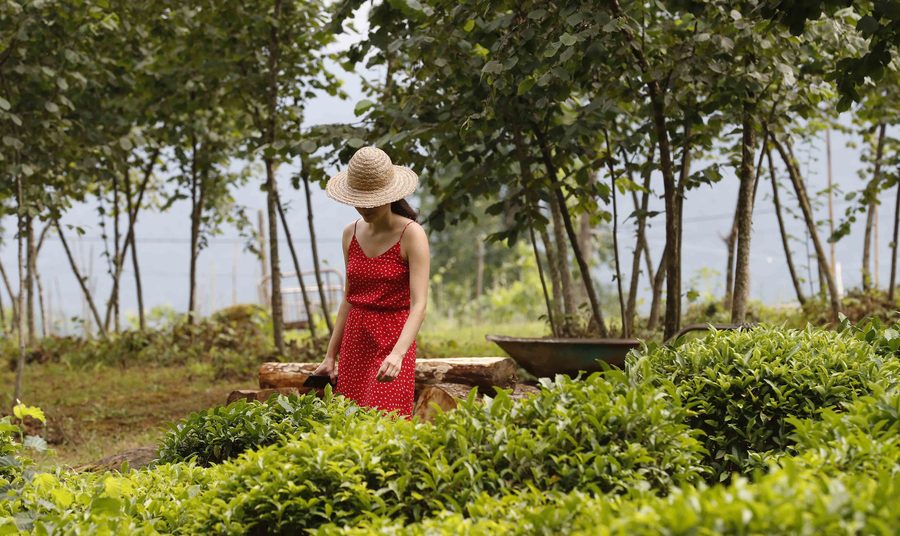 Frau bei der Arbeit auf einer Teeplantage im Dorf Tsitelmta in Gurien, Georgien