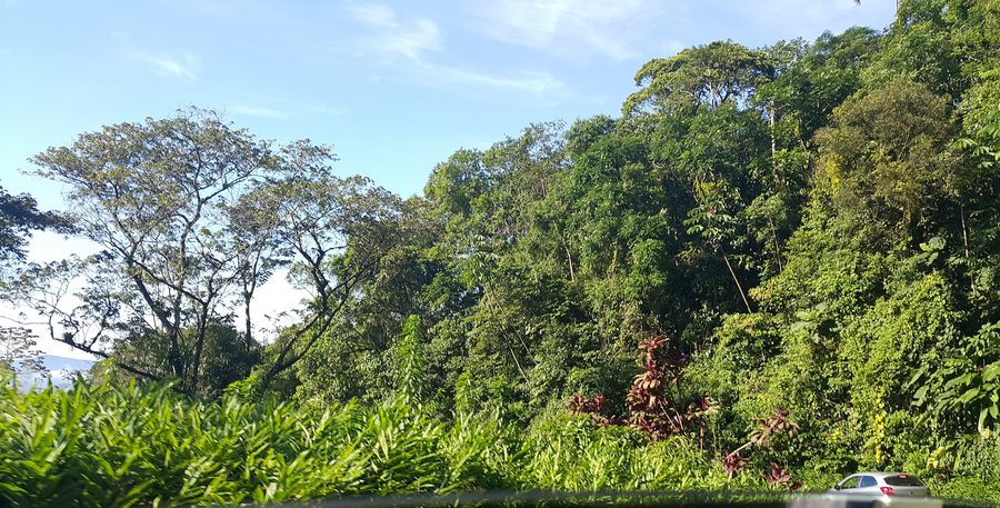 Atlantischer Regenwald am Oswaldo-Cruz-Abschnitt in Ubatuba.