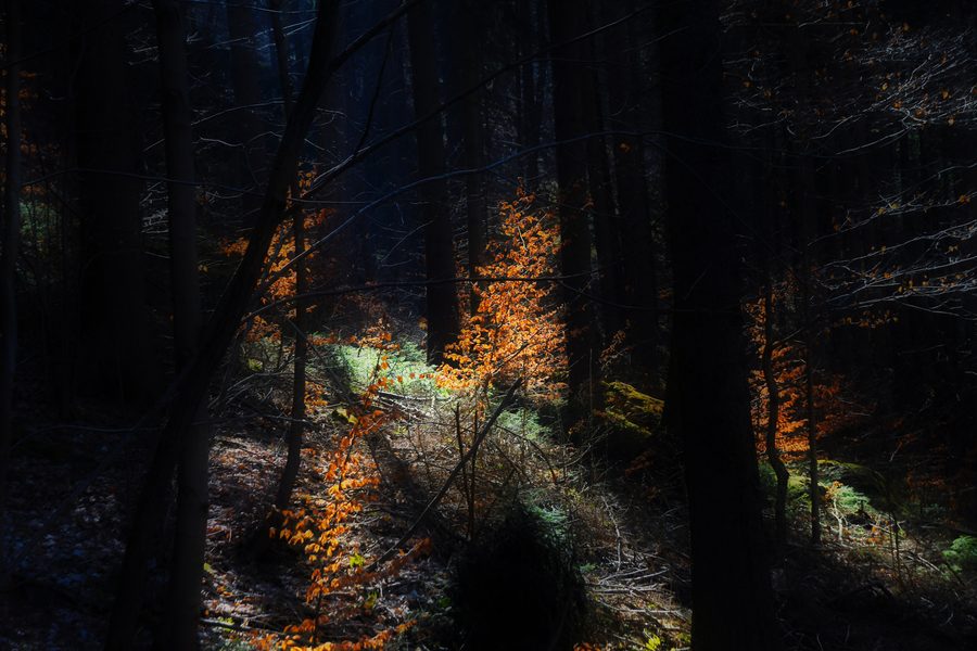 Waldlandschaft im Triebtal bei Jocketa mit Sonnenlicht zwischen den Bäumen