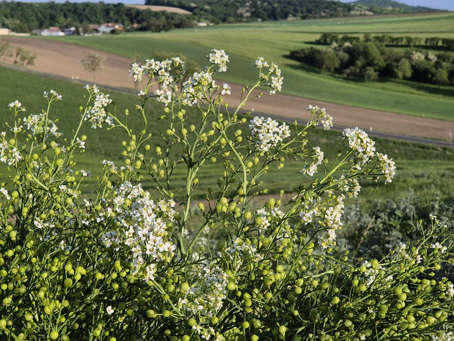 Blütenstände des seltenen Tatarischen Meerkohls am Zeiserlberg bei Ottenthal