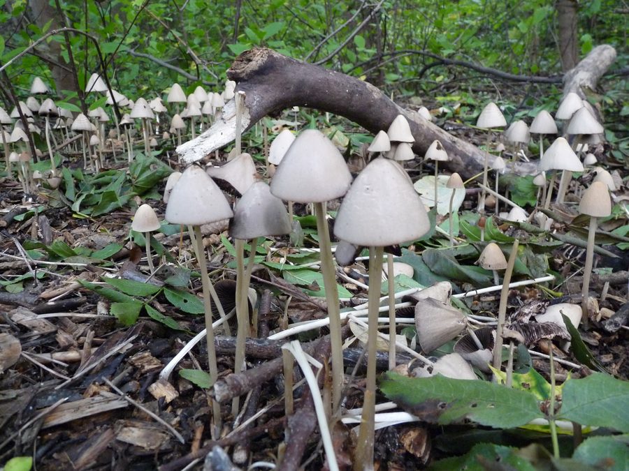Pilze am Rennsteig zwischen Piesau und Neuhaus am Rennweg im Naturpark Thüringer Wald