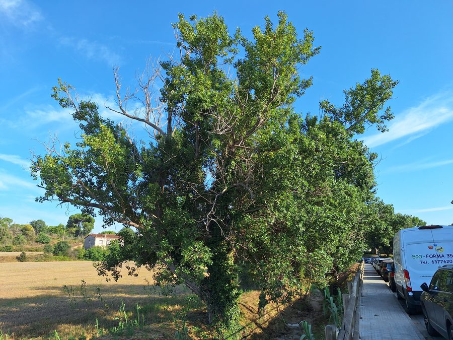Pappeln in La Torreta, La Roca del Vallès