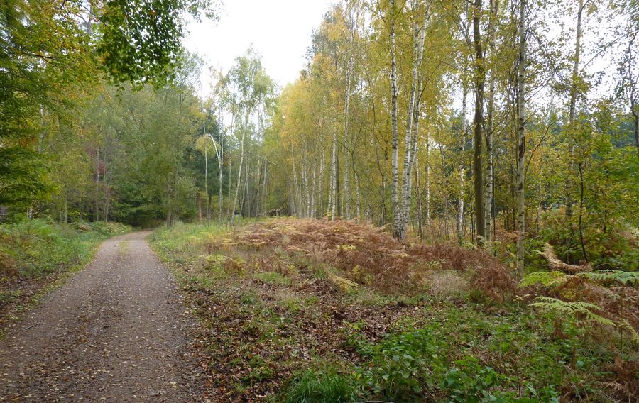 Waldlandschaft in der Rostocker Heide