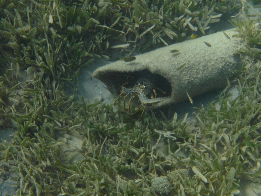 Spiny Lobster aus Anguilla