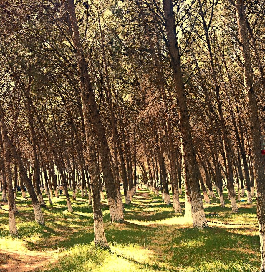 Waldlandschaft bei Tessala in Sidi Bel Abbès Province