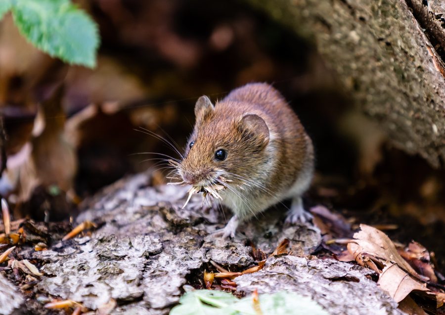 Stensved auf der dänischen Insel Seeland