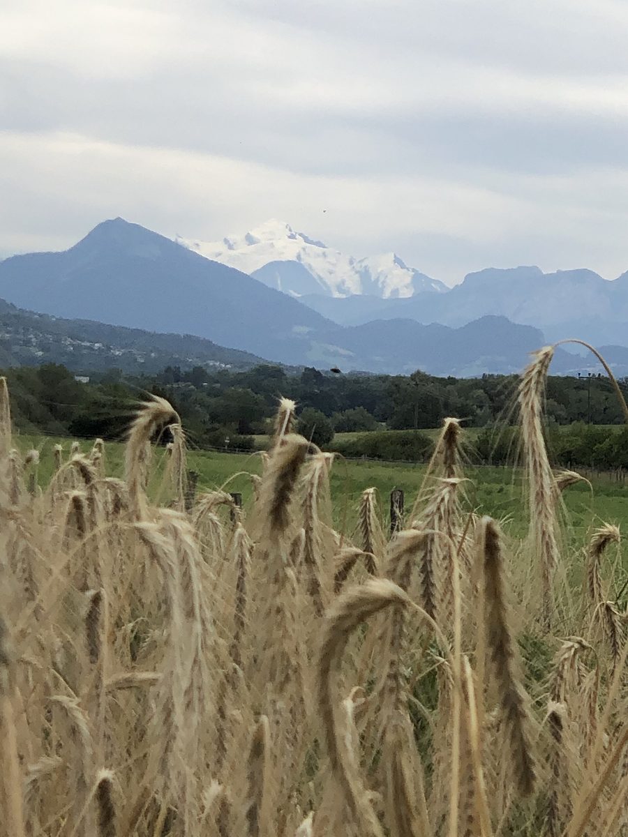 Schweizer Weizenfeld in der ländlichen Genfer Landschaft mit Blick auf den Mont Blanc