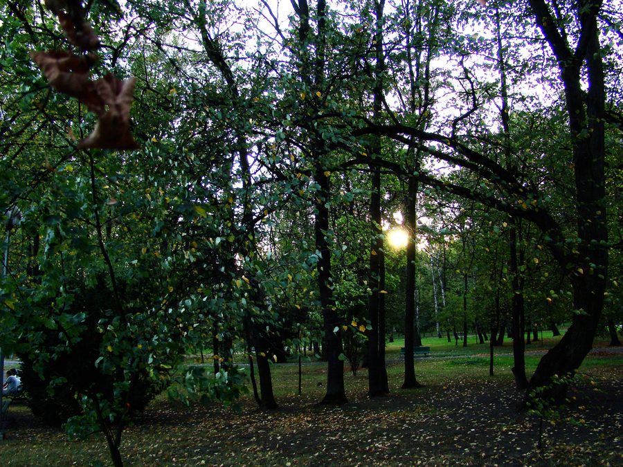 Teil des früheren Schlossparks in Dąbrowa Tarnowska