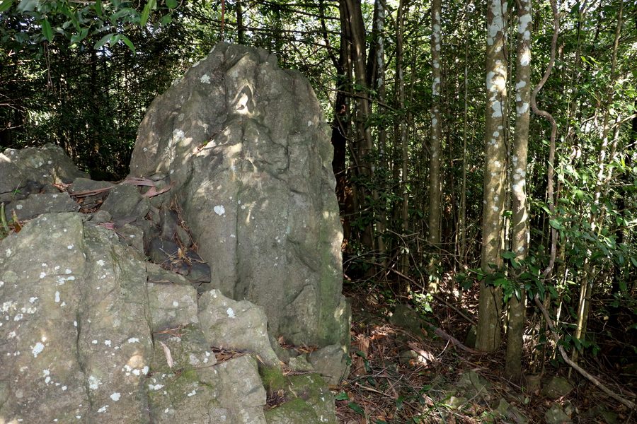 Regenwald auf Basalt bei Mount Tomah