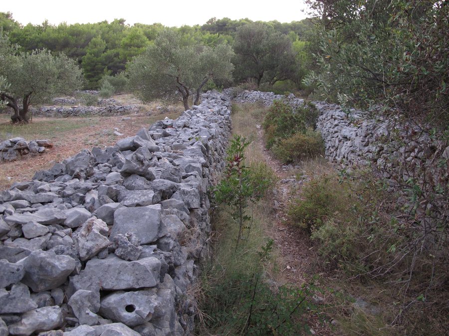 Steinmauern in der Landschaft der Insel Brač