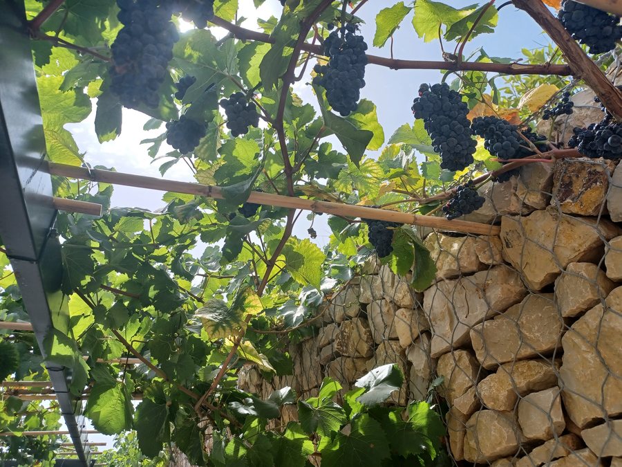 File:Bodega Sierra Norte, Requena 01.jpg