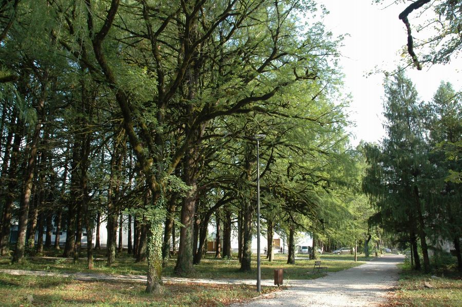 Weg durch den dicht bewachsenen zentralen Park von Tskaltubo