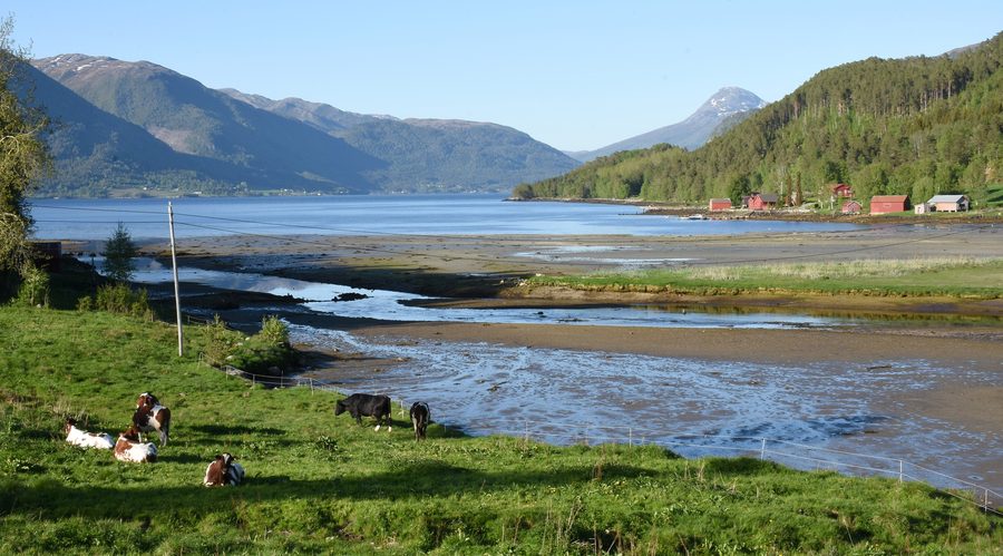 Weidende Kühe bei Torjulvågen